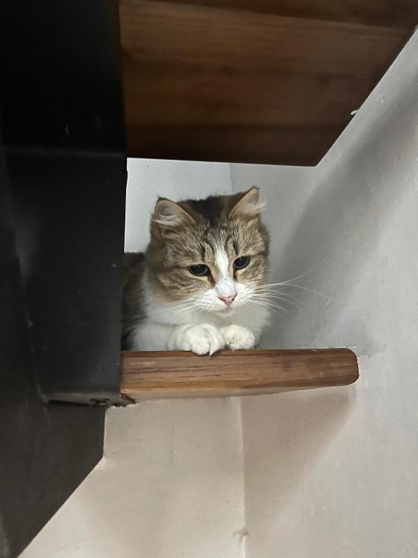 CLARA: DOLCISSIMA MICIA DI 2 ANNI CERCA FAMIGLIA Foto 3