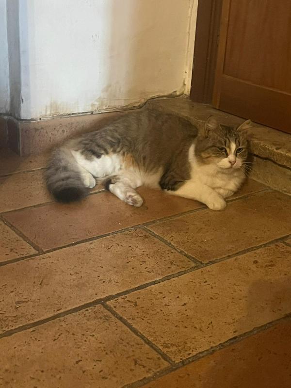 CLARA: DOLCISSIMA MICIA DI 2 ANNI CERCA FAMIGLIA Foto 4