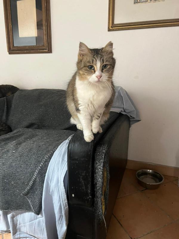 CLARA: DOLCISSIMA MICIA DI 2 ANNI CERCA FAMIGLIA Foto 5