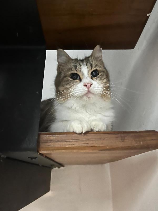 CLARA: DOLCISSIMA MICIA DI 2 ANNI CERCA FAMIGLIA Foto 6