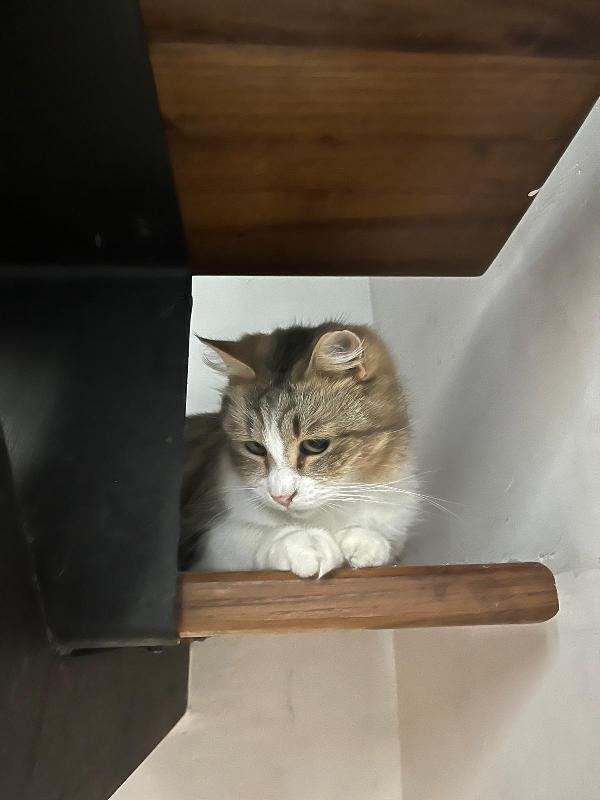 CLARA: DOLCISSIMA MICIA DI 2 ANNI CERCA FAMIGLIA Foto 7