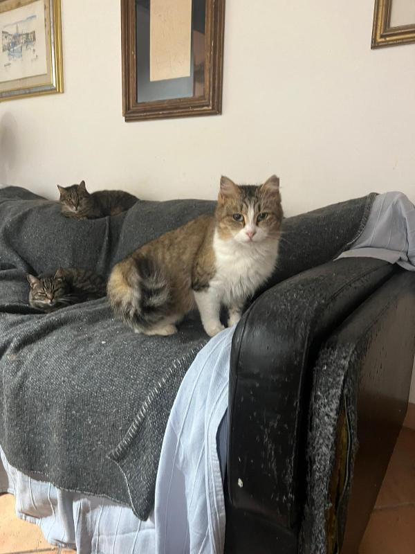 CLARA: DOLCISSIMA MICIA DI 2 ANNI CERCA FAMIGLIA Foto 8