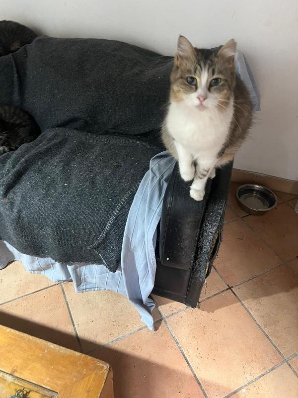 CLARA: DOLCISSIMA MICIA DI 2 ANNI CERCA FAMIGLIA Foto 9