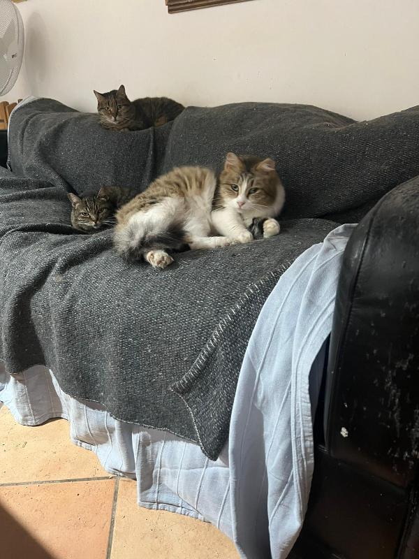 CLARA: DOLCISSIMA MICIA DI 2 ANNI CERCA FAMIGLIA Foto 10