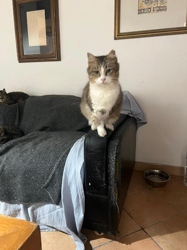 CLARA: DOLCISSIMA MICIA DI 2 ANNI CERCA FAMIGLIA Foto 11