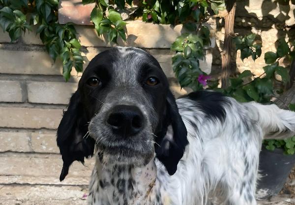 Pluto Setter Inglese Di 3 Anni