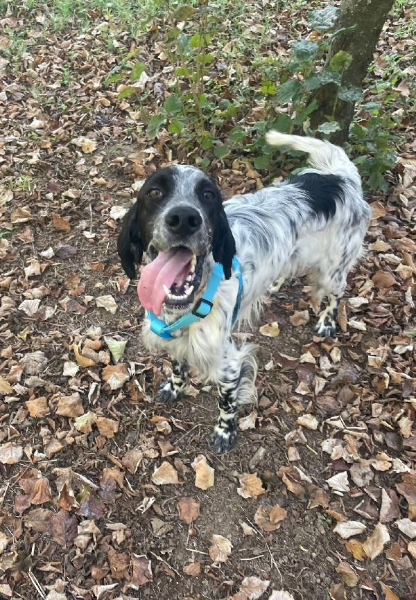 PLUTO Setter Inglese di 3 anni Foto 2