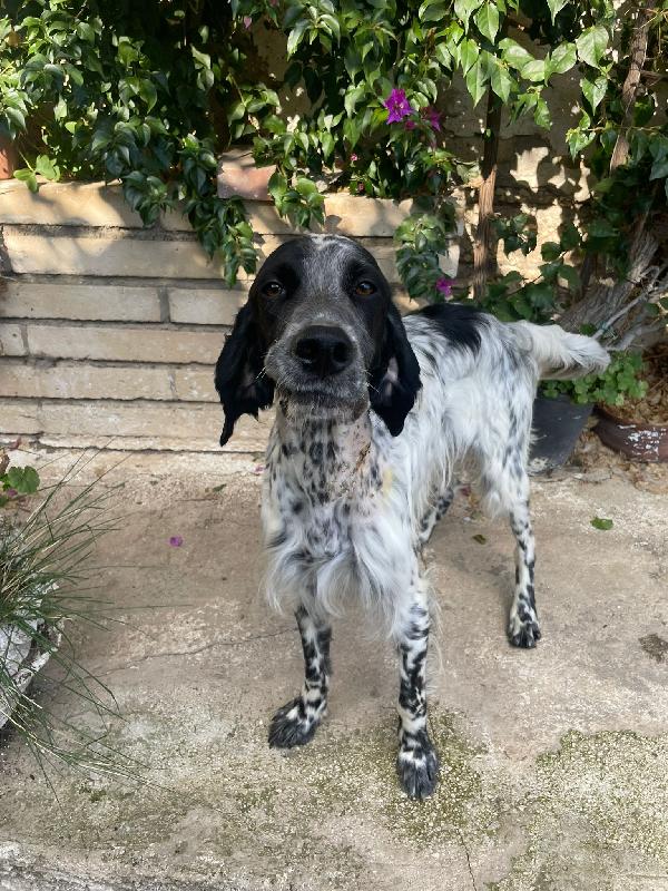 PLUTO Setter Inglese di 3 anni Foto 3