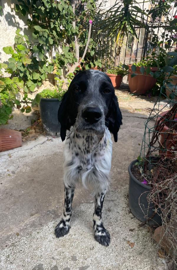 PLUTO Setter Inglese di 3 anni Foto 5