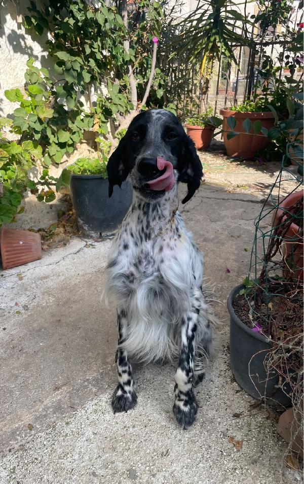 PLUTO Setter Inglese di 3 anni Foto 6