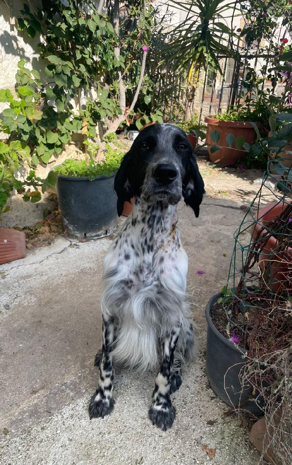 PLUTO Setter Inglese di 3 anni Foto 7