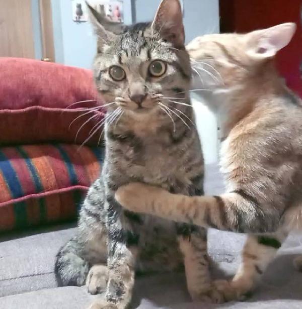 TIGRO, dolce gattino in adozione! Foto 3