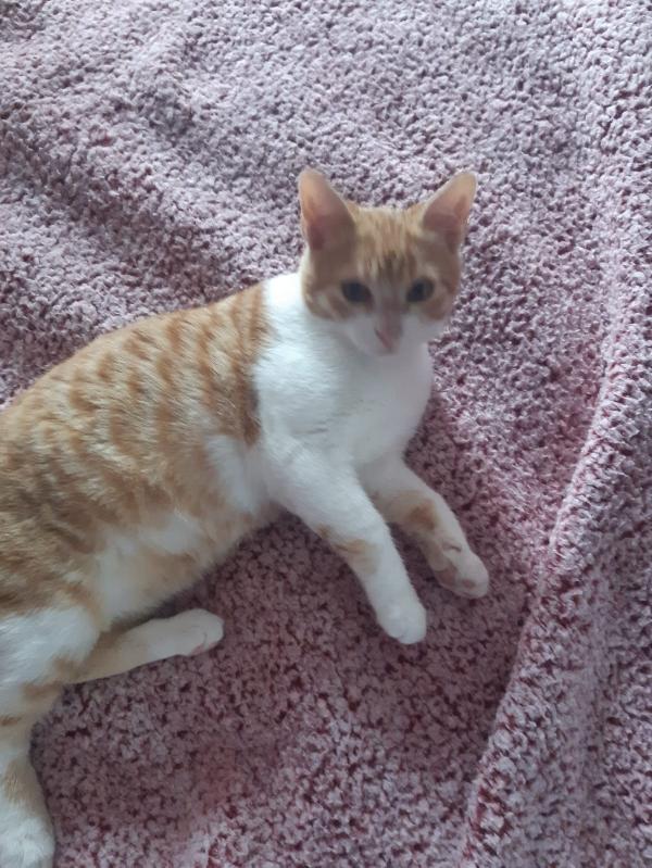 Una Famiglia Per Orange 