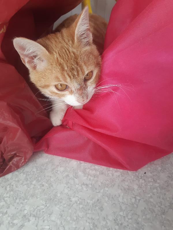 Una famiglia per Orange  Foto 2