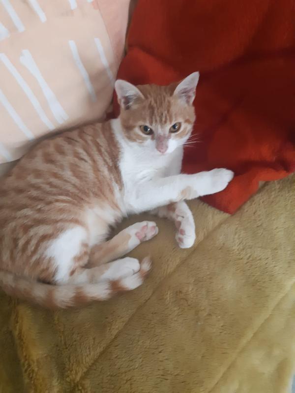 Una famiglia per Orange  Foto 3