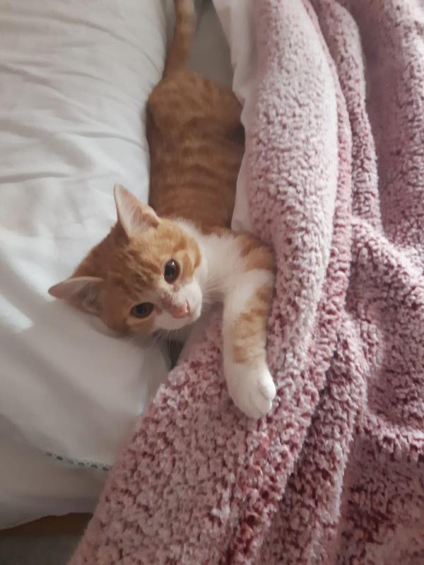 Una famiglia per Orange  Foto 4