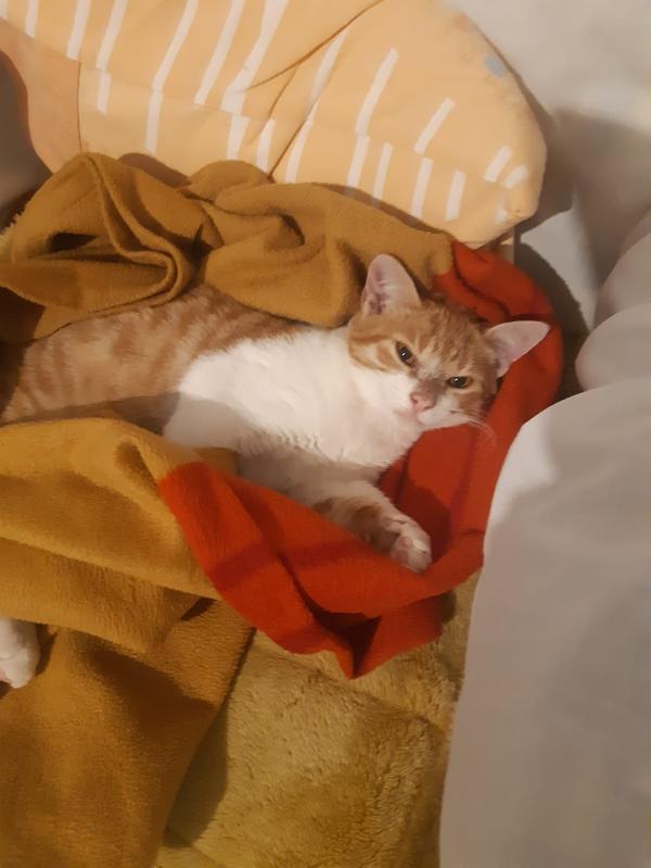 Una famiglia per Orange  Foto 6