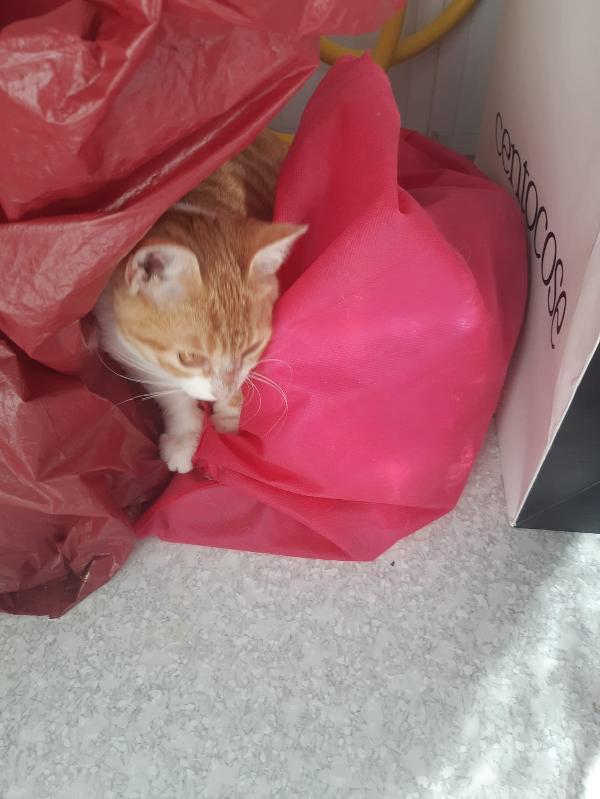 Una famiglia per Orange  Foto 8