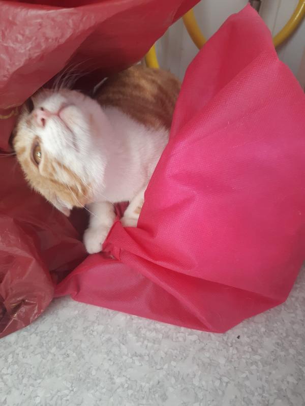 Una famiglia per Orange  Foto 7