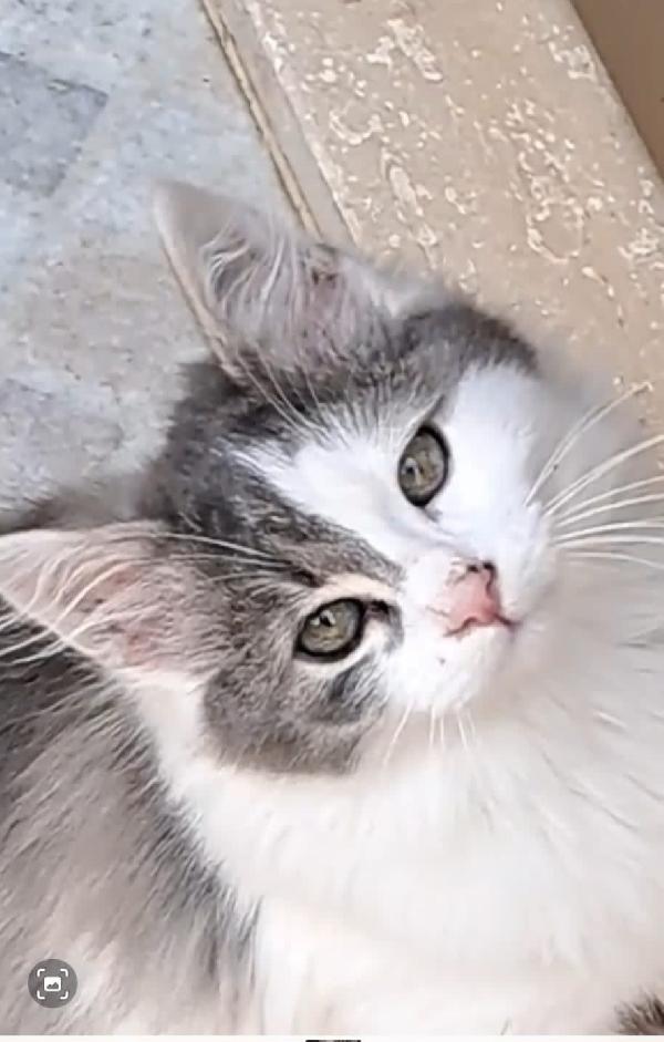 Jeremy: Micino 3 Mesi E Mezzo Adozione Da Strada