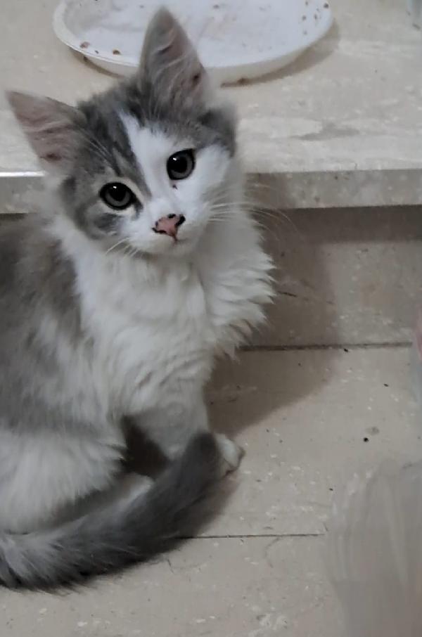 JEREMY: MICINO 3 MESI E MEZZO ADOZIONE DA STRADA Foto 2