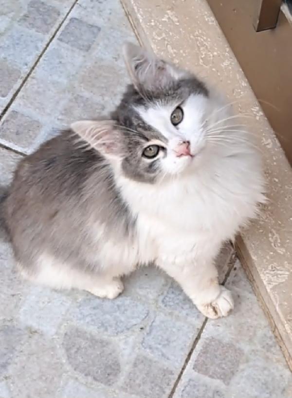 JEREMY: MICINO 3 MESI E MEZZO ADOZIONE DA STRADA Foto 3