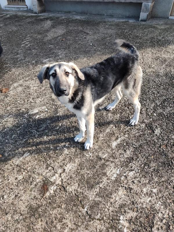 Zoe Splendida Cucciolotta Simil Pastore Cerca Famiglia 