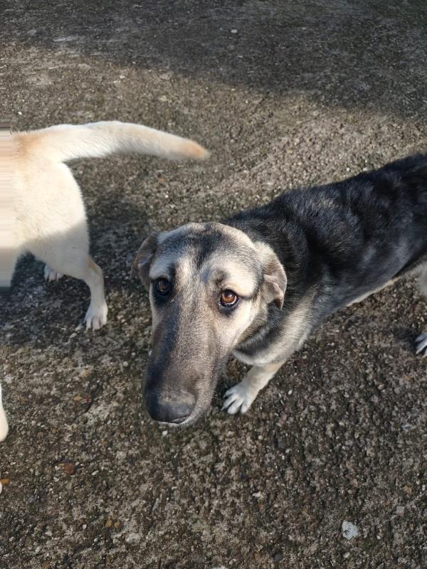 Zoe splendida CUCCIOLOTTA simil pastore cerca famiglia  Foto 4