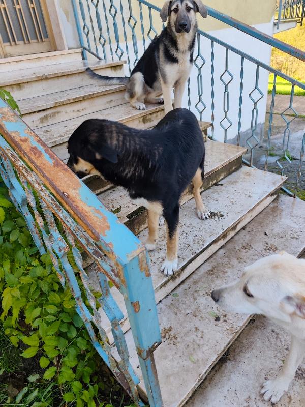Zoe splendida CUCCIOLOTTA simil pastore cerca famiglia  Foto 5