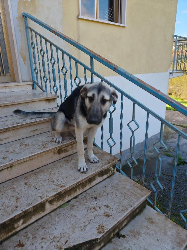 Zoe splendida CUCCIOLOTTA simil pastore cerca famiglia  Foto 8