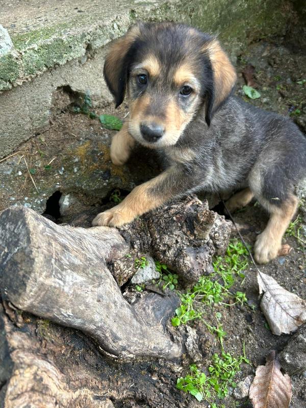 Toby Splendido Dolce Cucciolo Cerca Famiglia 