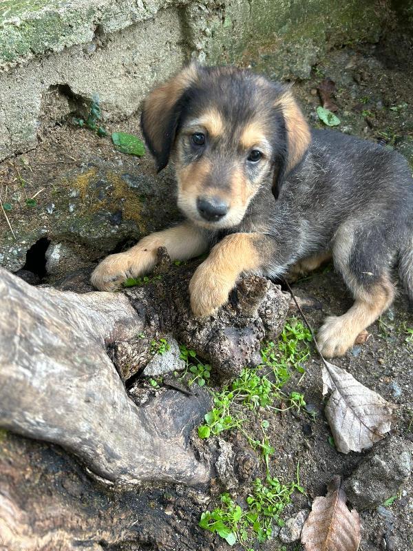 Toby splendido dolce cucciolo cerca famiglia  Foto 2