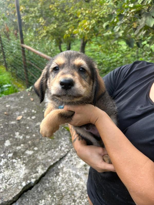 Toby splendido dolce cucciolo cerca famiglia  Foto 4