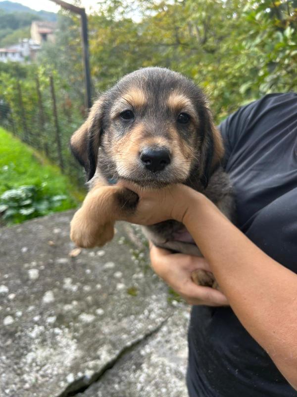 Toby splendido dolce cucciolo cerca famiglia  Foto 5