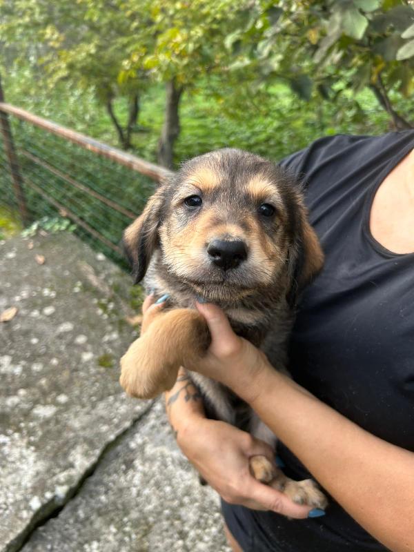 Toby splendido dolce cucciolo cerca famiglia  Foto 6