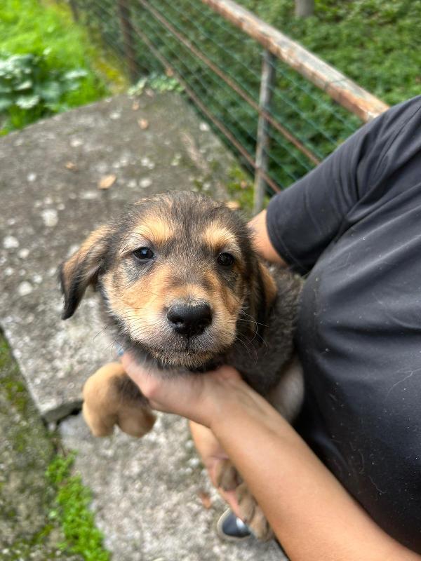 Toby splendido dolce cucciolo cerca famiglia  Foto 7