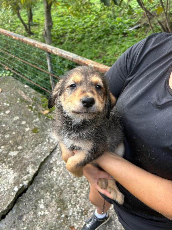 Toby splendido dolce cucciolo cerca famiglia  Foto 8