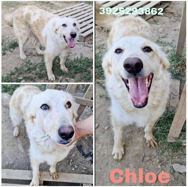 Chloe Una Dolcissima Cagnolina Taglia Medio Grande Cerca Casa