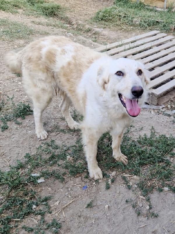 Chloe una dolcissima cagnolina taglia medio grande cerca casa Foto 5