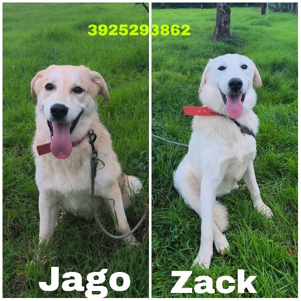 Zack E Jago Sono Ancora Alla Ricerca Di Una Casa