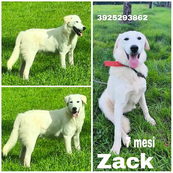 Zack e Jago sono ancora alla ricerca di una casa Foto 2