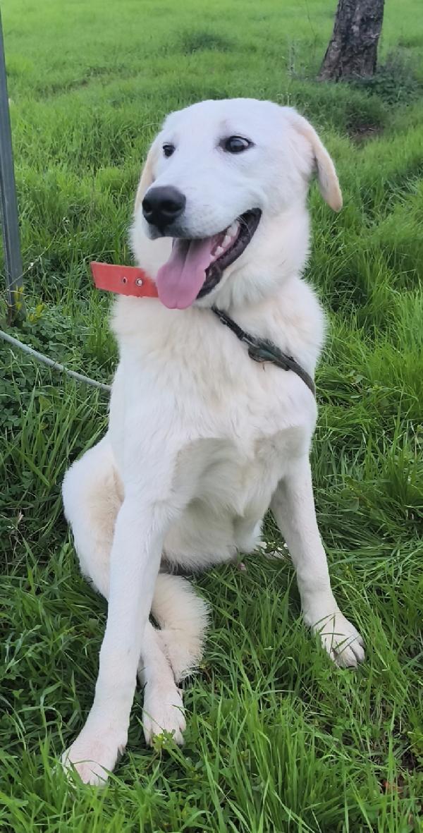 Zack e Jago sono ancora alla ricerca di una casa Foto 3