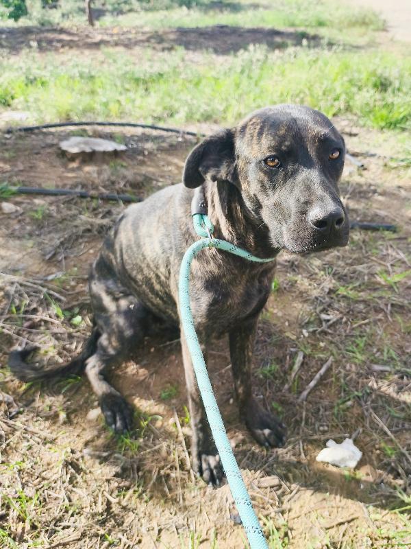 Gaia simil corso tigrata in adozione cerca casa  Foto 6