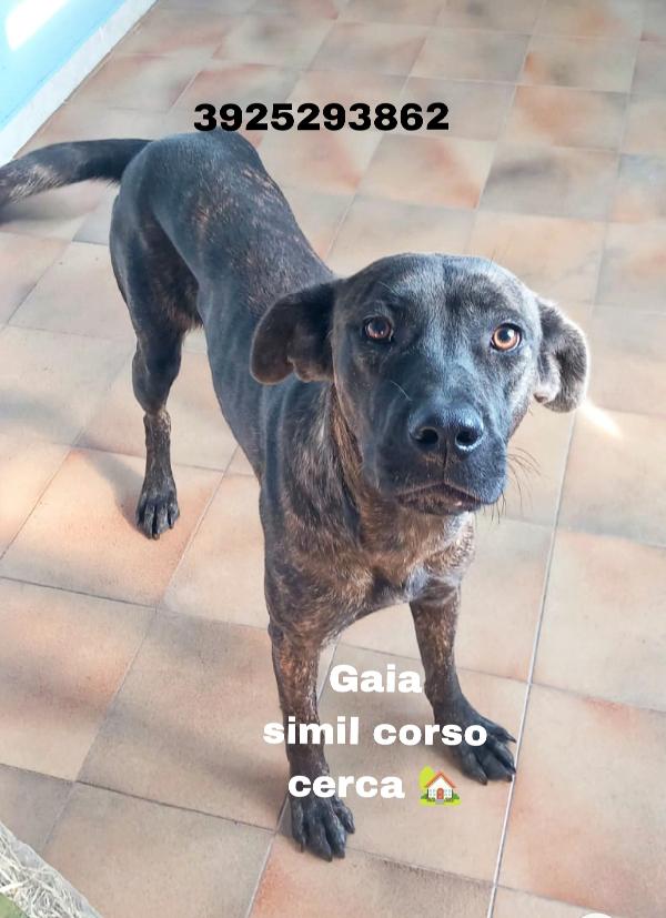 Gaia simil corso tigrata in adozione cerca casa  Foto 8