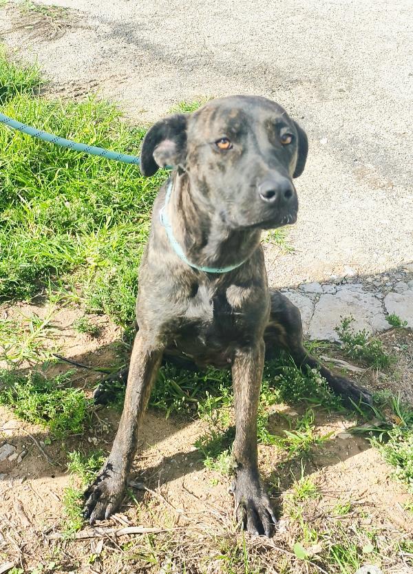 Gaia simil corso tigrata in adozione cerca casa  Foto 9