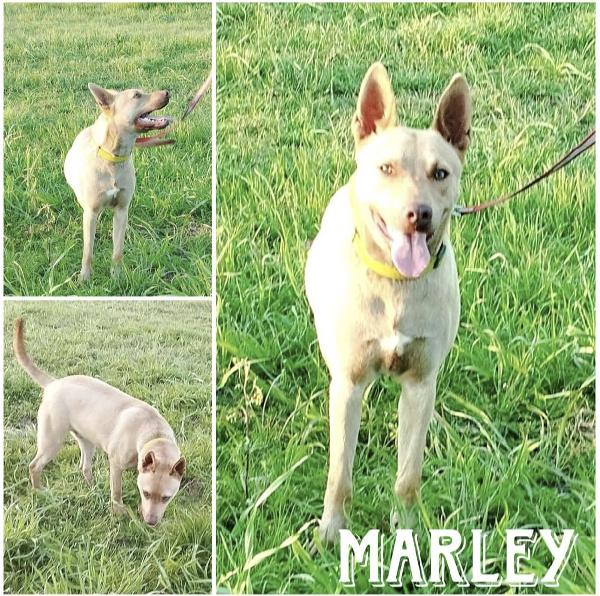 Marley Un Bellissimo Cucciolone Non Riesce Ancora A Trovare Casa