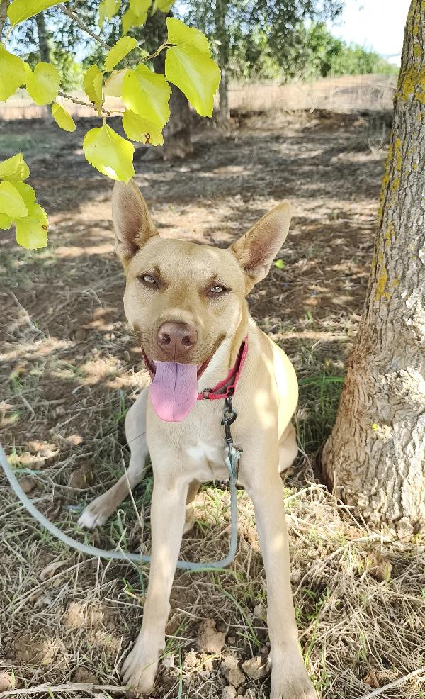 Marley un bellissimo cucciolone non riesce ancora a trovare casa Foto 2