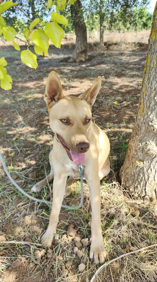 Marley un bellissimo cucciolone non riesce ancora a trovare casa Foto 3
