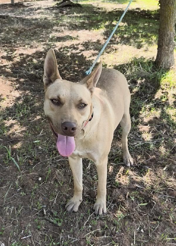 Marley un bellissimo cucciolone non riesce ancora a trovare casa Foto 5