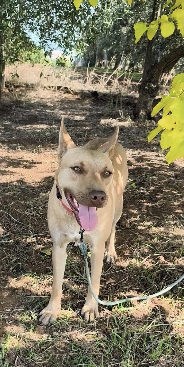 Marley un bellissimo cucciolone non riesce ancora a trovare casa Foto 6